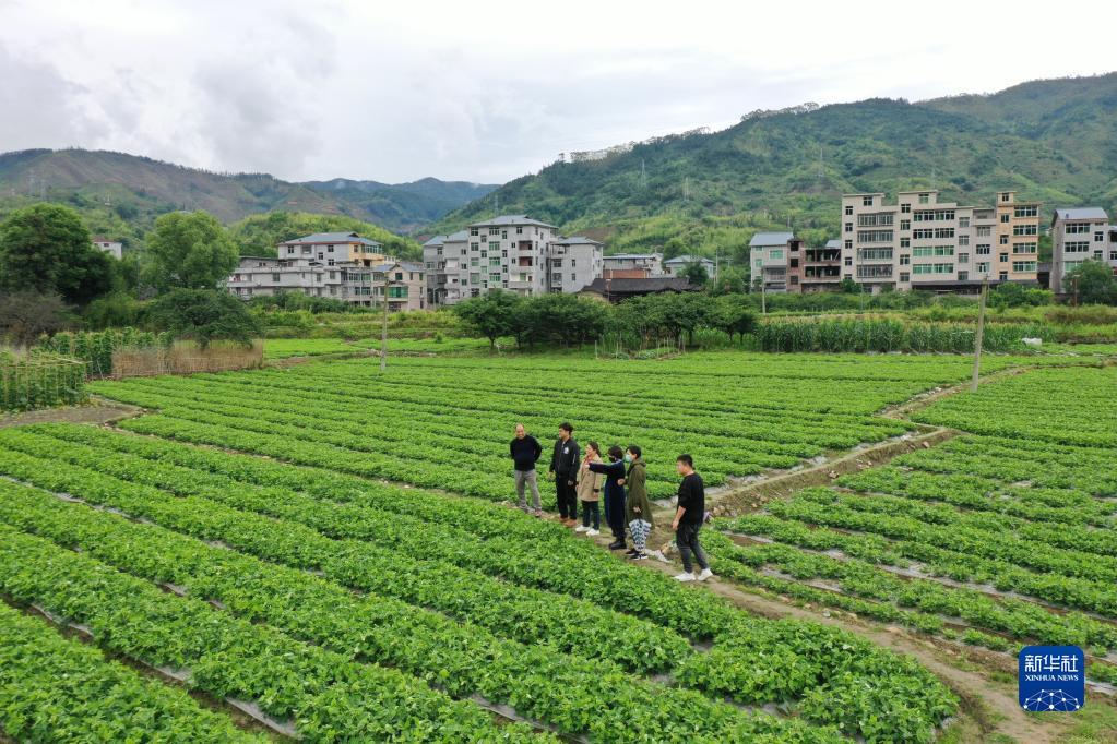 希望的田野